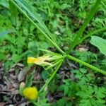 Rhagadiolus edulis Flower