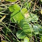 Hydrocotyle vulgarisЛіст