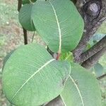 Salix magnifica Leht