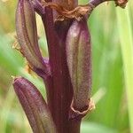 Anacamptis laxiflora Fruit