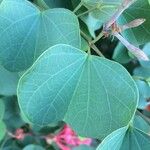 Bauhinia galpinii Leaf