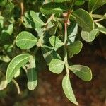 Zanthoxylum davyi Blatt