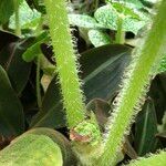 Begonia gehrtii Kůra