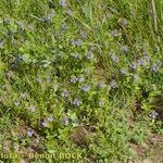 Scutellaria hastifolia Hábito