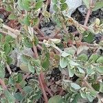 Euphorbia prostrata Koor