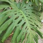 Monstera deliciosa Liść