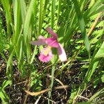 Pogonia ophioglossoides 整株植物