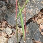 Catapodium rigidum Hoja