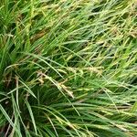 Carex morrowii पत्ता