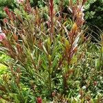 Oenothera gaura عادت