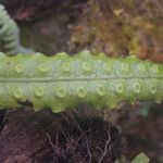 Lepisorus excavatus Leaf