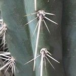 Echinopsis cuzcoensis Yaprak