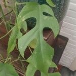 Monstera minima Blatt