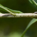 Vernonia arkansana Bark