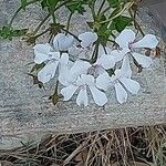 Pelargonium peltatum Цвят