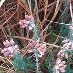 Erica tetralix Blomma