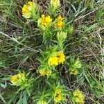 Lithospermum canescens Flower
