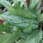 Aglaonema robeleynii Folha