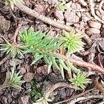 Petrosedum forsterianum Hoja