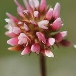 Trifolium thalii ফুল