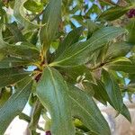 Myoporum laetumLeaf