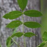 Zanthoxylum chalybeum पत्ता