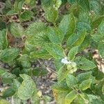 Lantana viburnoides Blad