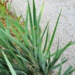 Iris crocea Leaf