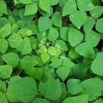 Amphicarpaea bracteata Blatt