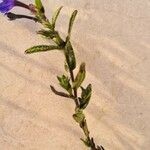 Lithodora fruticosa Leaf