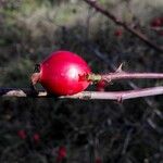 Rosa canina Fruit