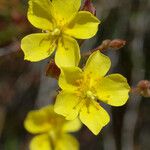 Crocanthemum scoparium Cvet