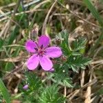 Erodium cicutariumКветка