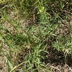 Oenothera affinis Habit