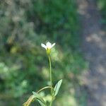 Linum catharticum Fleur