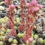 Sempervivum minutum Other