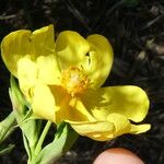 Diatelia tuberaria Fula