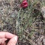 Linaria aeruginea Blüte