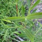 Salix purpurea Leaf