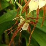 Prosthechea cochleata 花