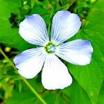 Linum usitatissimum Blüte