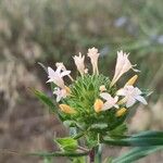 Collomia grandiflora 花