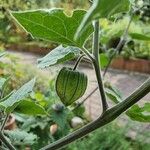 Physalis peruviana Ffrwyth