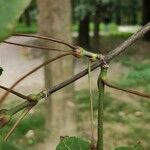 Acer cissifolium Folha