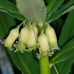 Polygonatum verticillatum 花