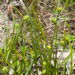 Carex oederi ഇല