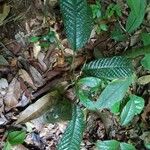 Guarea michel-moddei Leaf