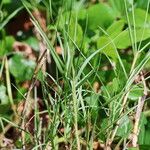 Paspalum vaginatum Leaf