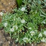 Lobularia maritimaFlower