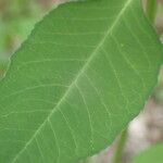 Euphorbia heterophylla Leaf